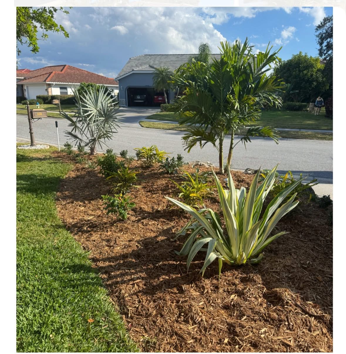 Anthony the Landscaper at work in Sarasota, FL